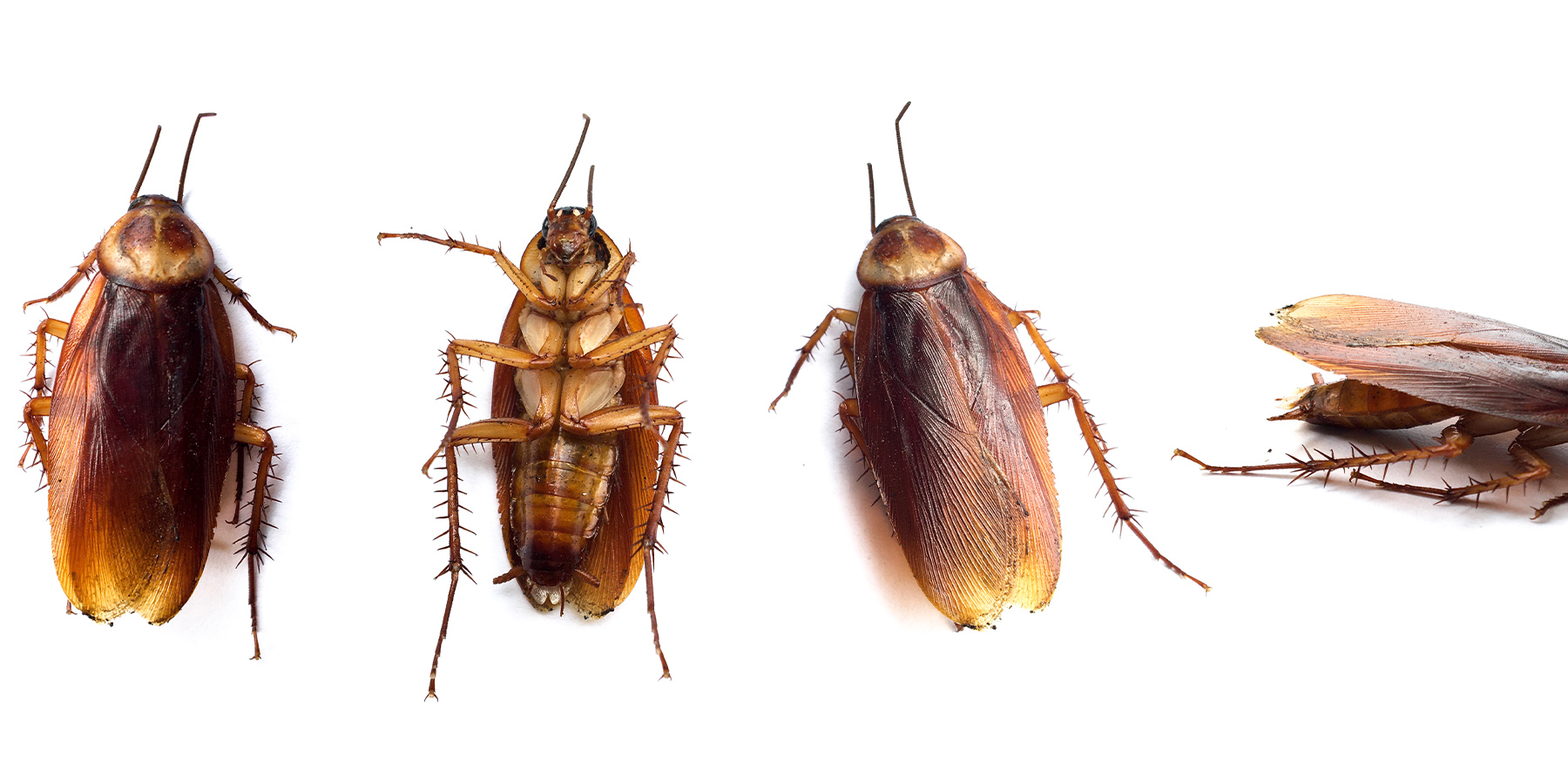 Romex Pest Control Texas, Louisiana, Oklahoma, Mississippi